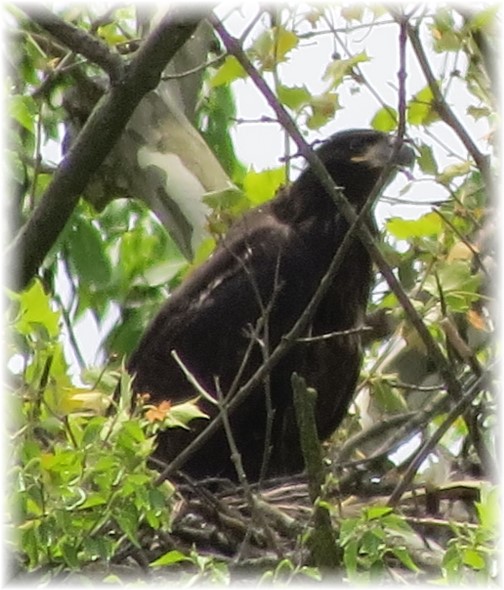 Lebanon County bald eagle 5/17 (Janice Martz)