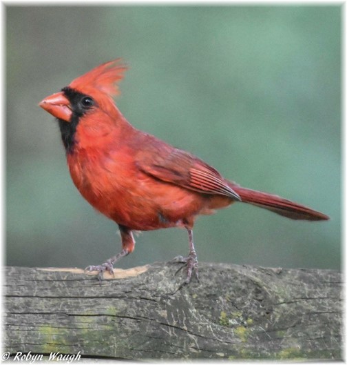 Cardinal (Photo by Robyn Waugh)