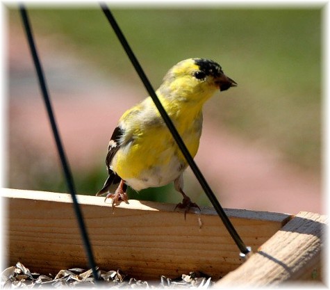 Male Goldfinch (photo by Doris High)