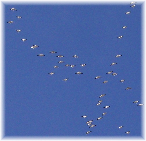 Migrating snow geese 3/8/11