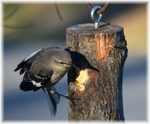 Mockingbird (photo by Doris High)