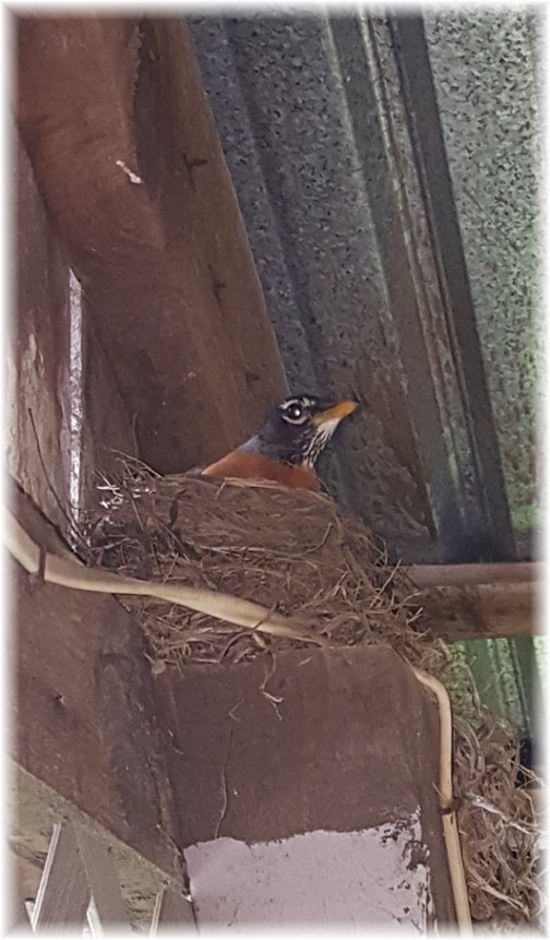 Mother Robin on nest 5/2/16