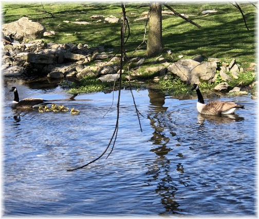 Donegal Springs Creek Canada geese family 4/22/18