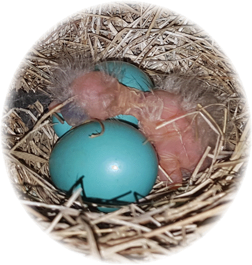 First hatched robin 5/2/17