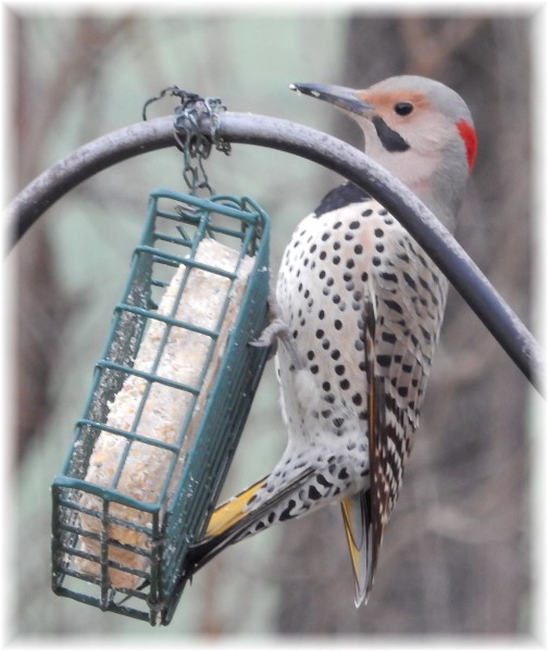 Northern Flicker (Photo by Marion Maxwell)