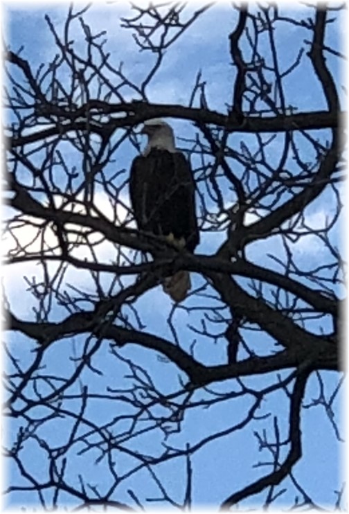 Eagle in tree on Old Windmill Farm 11/12/17