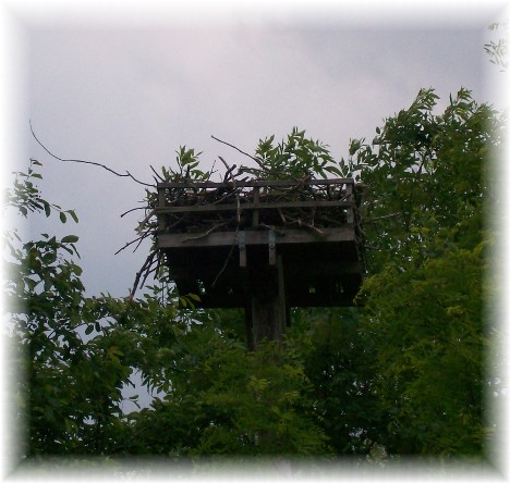 Osprey nest at Sandy Cove, Chesapeake Bay