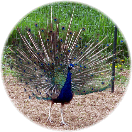 Peacock