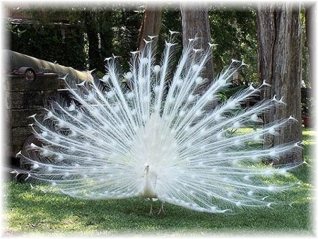 Peacock (photographer not known)
