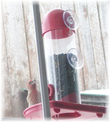 Purple finch at window feeder
