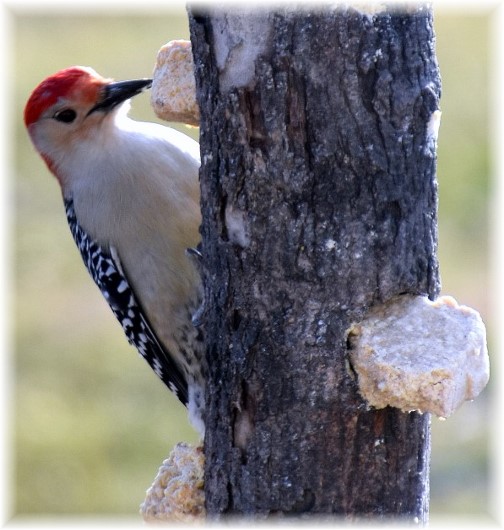 Red-bellied woodpecker (Photo taken by Doris High)
