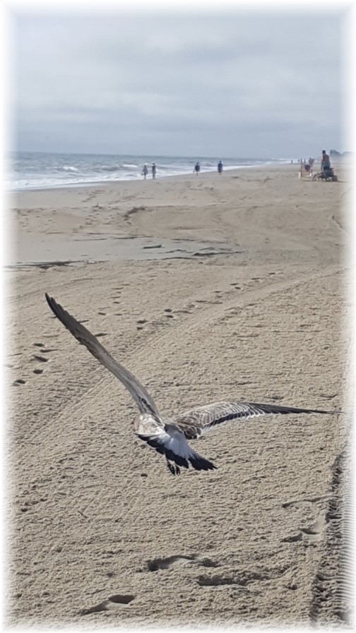 Rehoboth Beach DE seagull 9/25/17