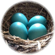 Robin eggs in nest 5/15/14