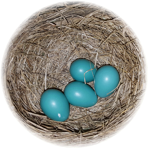 Robin eggs in nest 4/28/16