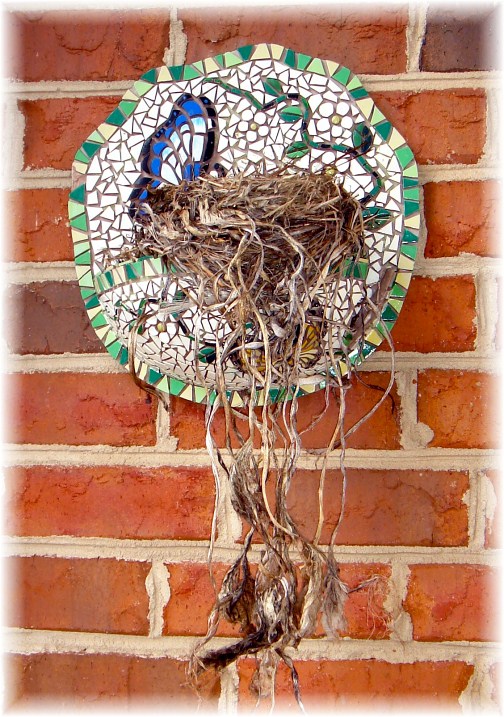 Robin's nest in North Carolina