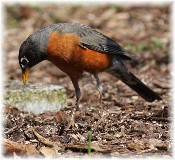 Robin searching for worm