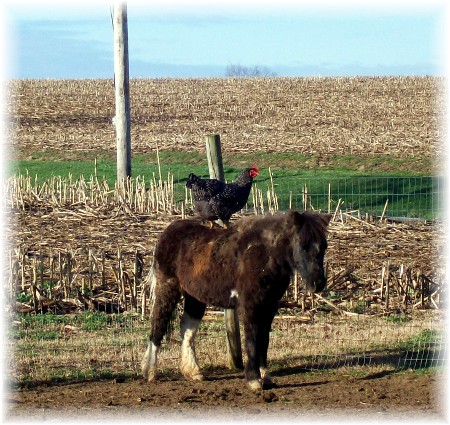 Rooster taking pony ride