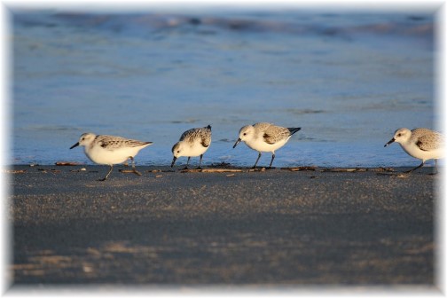 Sandpipers along Delaware shore (photo by Duke)
