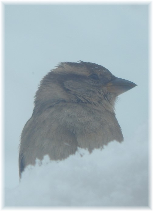 Bird resting during snow storm 3/14/17