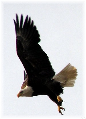 Soaring eagle along the Susquehanna