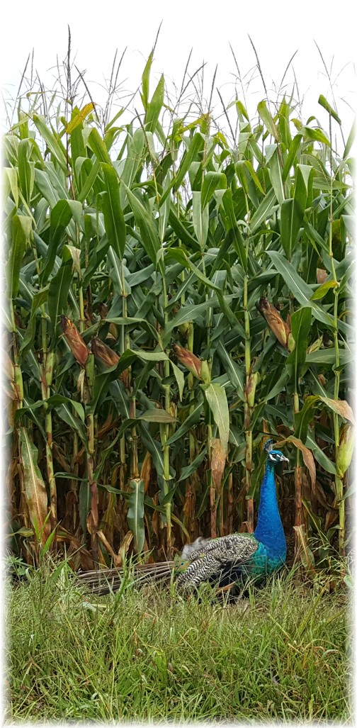 Stevie, the Old Windmill farm peacock 9/7/17