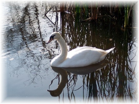 "Beauty" Swan among reeds on farm pond