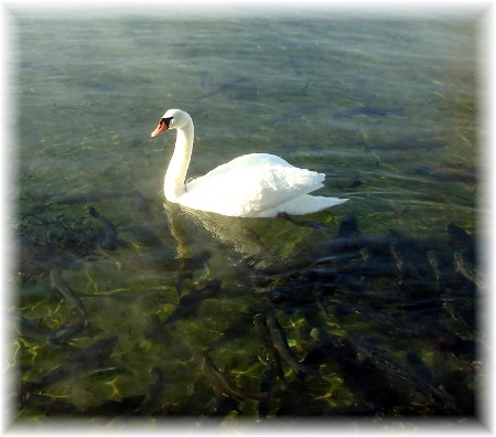 White swan on Mill Creek, Lancaster County PA