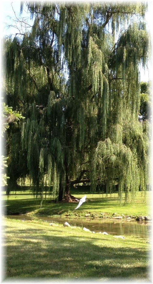 White crane flying under weeping willow 9/6/15
