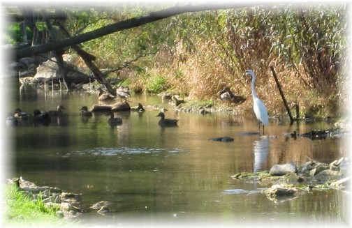 White Heron on Donegal Creek 9/12/14 (Photo by Marion Maxwell)