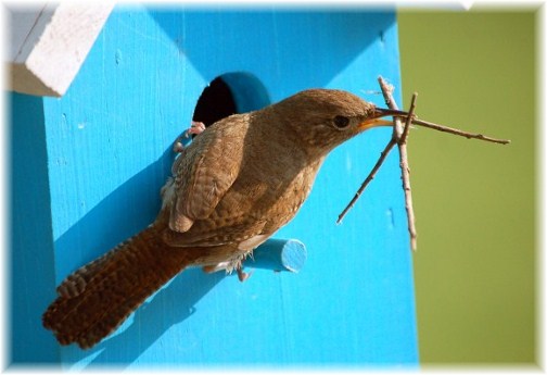 Wren (photo by Doris High)