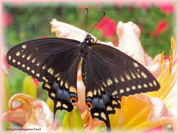 Photo of Butterfly on day lily