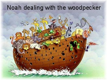 Woodpecker on Noah's ark
