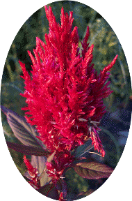Photo of Scarlet Celosia