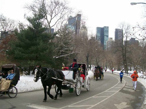 Central Park carriages NYC