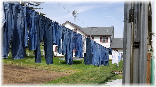 Blue jeans on clothesline 5/4/17