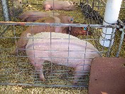 Photo of Darin's prize-winning pigs