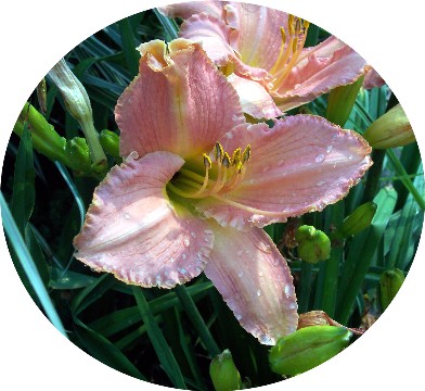 Photo of day lily