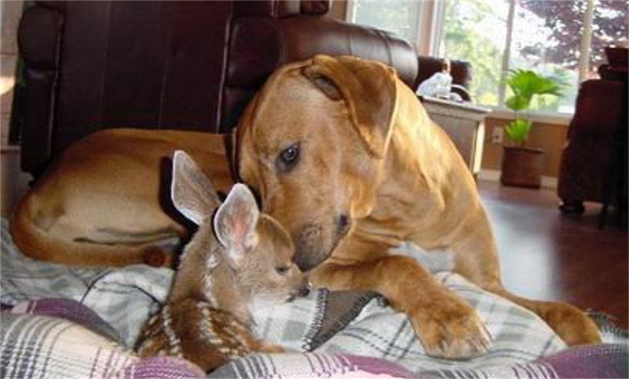 Dog and fawn