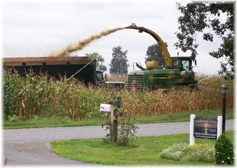 Corn chopping harvest 8/24/10