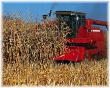 Modern corn harvest
