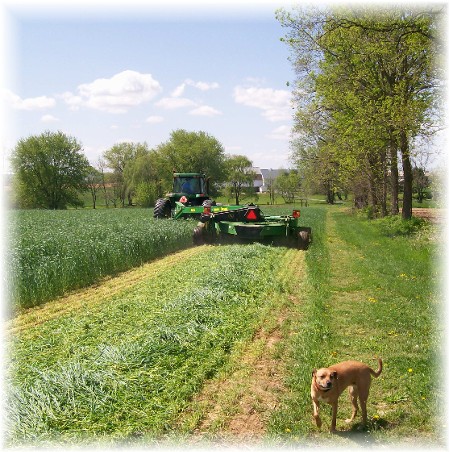 Discbine harvesting hay, Lancaster County PA