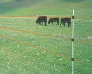 Electric fence and cattle