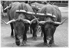 Ox yoke with oxen