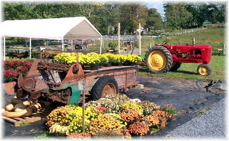 Pumpkins