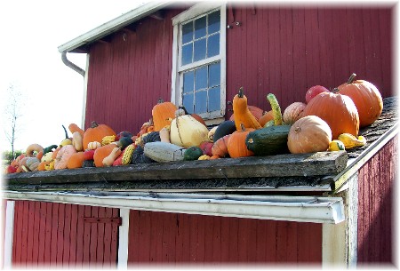 Pumpkins on roof