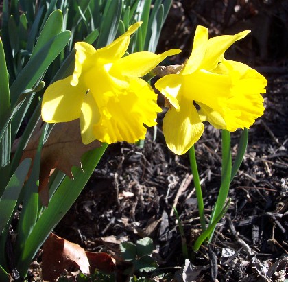 Photo of first Jonquil of 2006