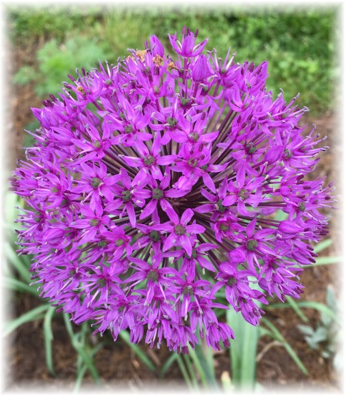 Allium at Donegal Springs 5/4/17 (Photo by Ester Weber)