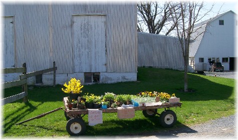 Lancaster County PA Amish flower cart 4/1/10