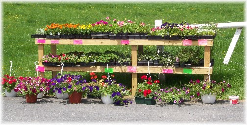 Amish roadside flower stand 5/11