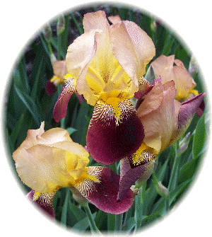 Bearded tongue Iris